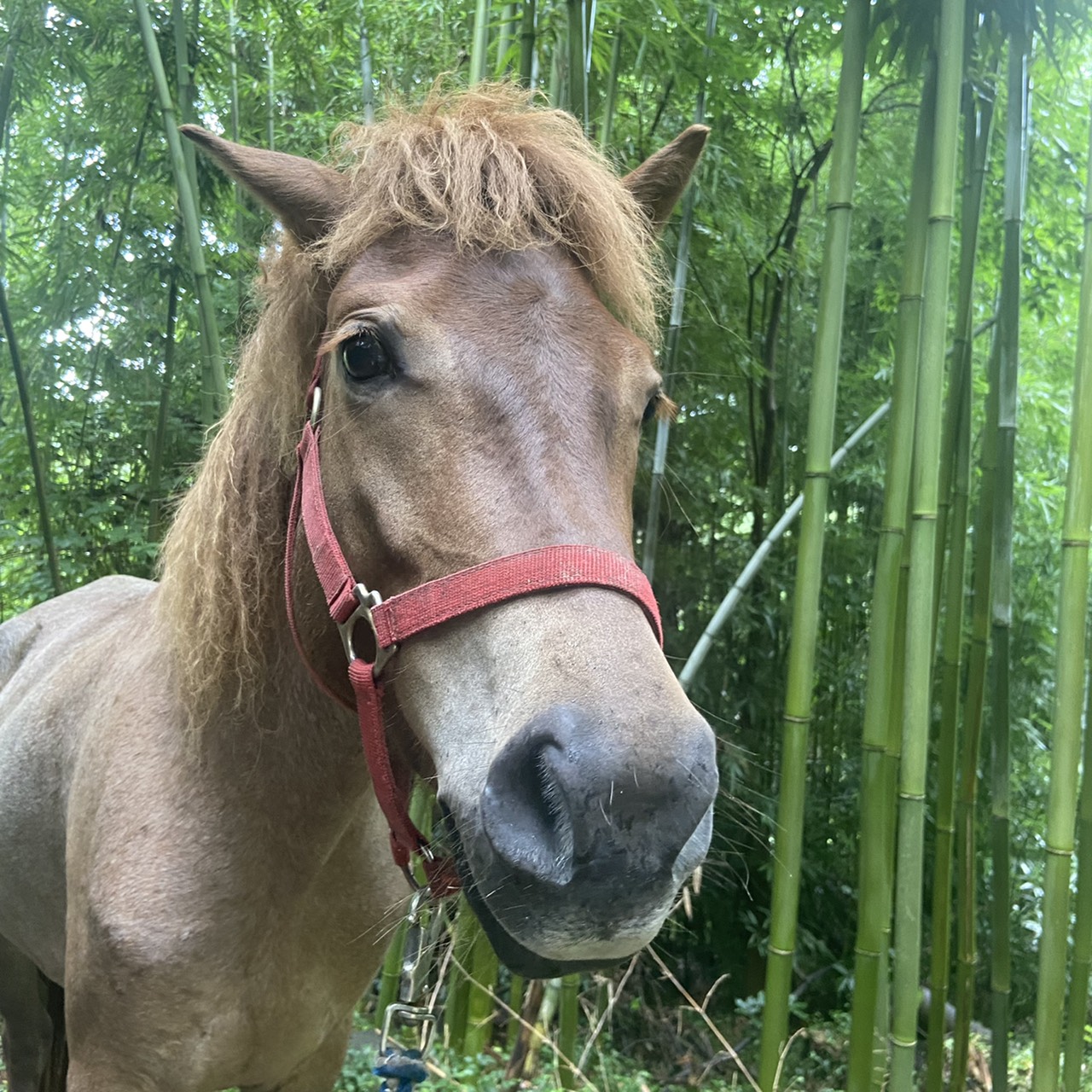 タップちゃん